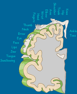 Diagram of brain; a detailed map of the motor cortex