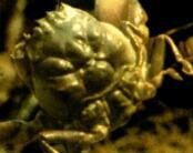 Heike Crab