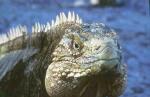 Komodo dragon