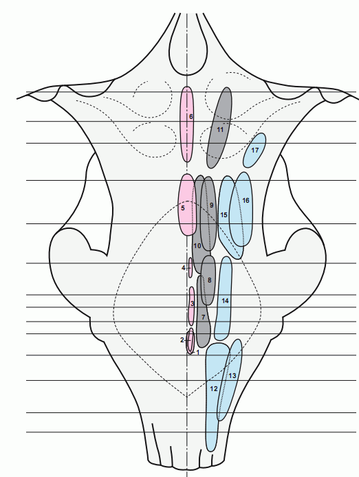 Human brain stem atlas, p. 55