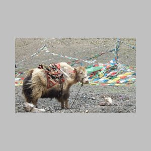 Namtso-046.jpg