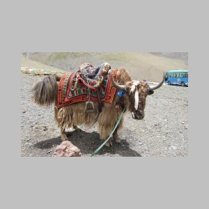 Namtso-053.jpg