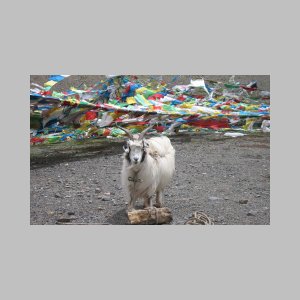 Namtso-068.jpg