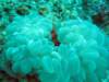 blueshrimpsonascidians_small.jpg