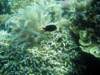 cornetfish_small.jpg