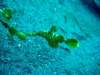 leafyseadragon_small.jpg