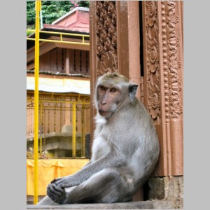 Bali-E-Droga-13-Pulaki.jpg