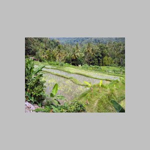 Bali-E-Droga-32.jpg