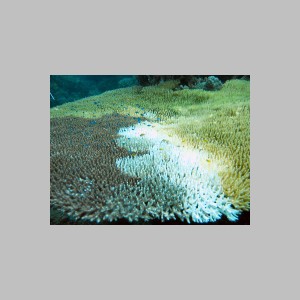 Bali-Mimpi-059.jpg
