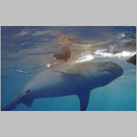 Shark-35.jpg