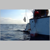 Shark-40.jpg