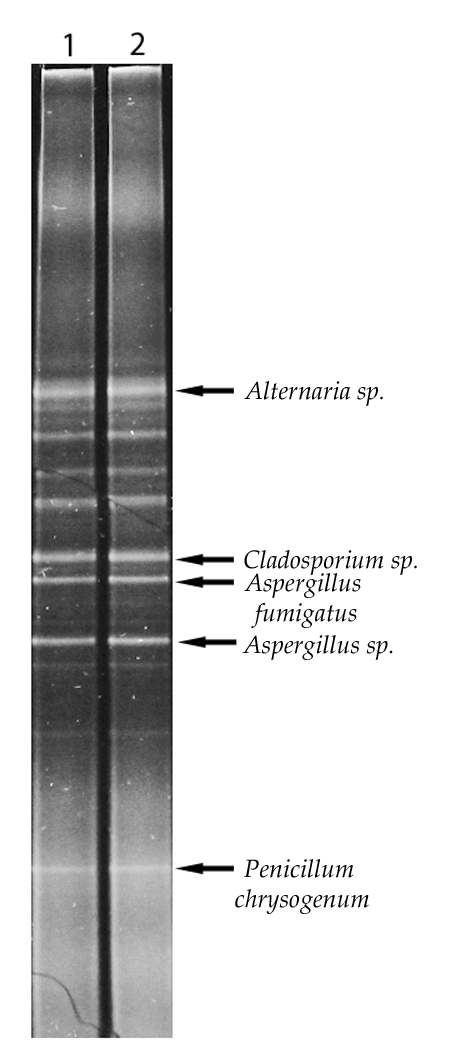 Rys. 2. Przykładowy fingerprint dla powierzchni dokumentu pergaminowego (Lech, 2016).