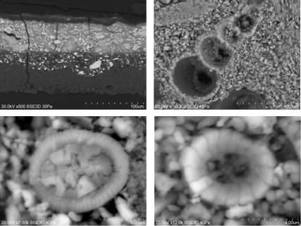 Fig. 2. Obraz elektronowy przekrojów warstw malarskich obrazu „Wolf von Buswoy”. W powiększeniu widoczne prehistoryczne mikroorganizmy obecne w kredowym podkładzie – otwornice i kokolity.