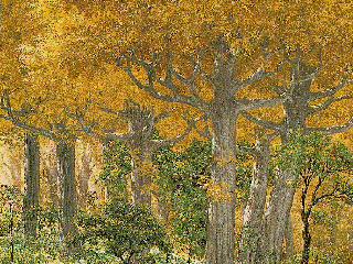 Lorien