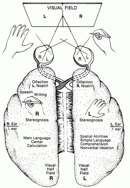 Language Pattern Brain | artificial intelligence and intelligent search techniques Language Pattern Brain | artificial intelligence and intelligent search techniques