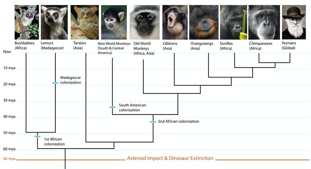 Primates evolution